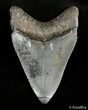Inch Long Megalodon Tooth #2903-2